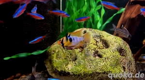 Schmetterlingsbuntbarsch Mikrogeophagus ramirezi 