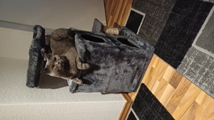 Reinrassiger BKH Deckkater 