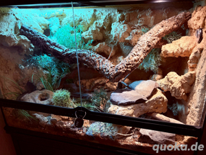 Exo Terra Terrarium 90x45x60 inkl. Beleuchtung und rückwand