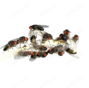 Drosophila Fruchtfliegen lebend - groß, 0.5L (aus Deutschland) 
