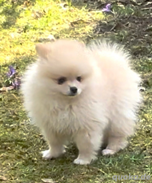Reinrassige Pomeranian Zwergspitz welpen