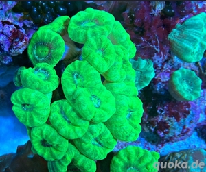 Caulastrea Furcata Neon Grün LPS SPS Weichkorallen Meerwasser Aquarium Korallen Ableger