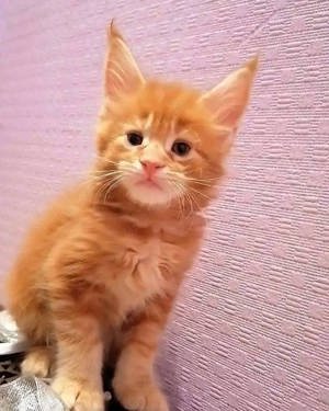 Maine Coon Kätzchen zur Adoption