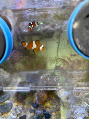 Nemo Pärchen