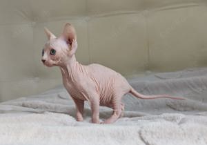 Weißes Sphynx-Kätzchen