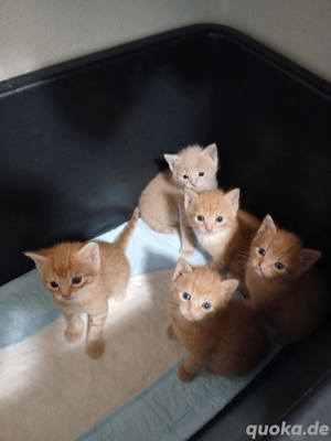 5 Babykatzen Ekh-Bkh Mix