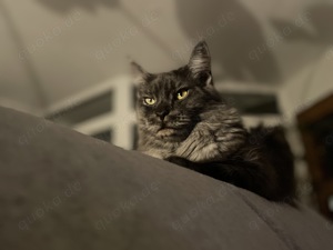 Suche Maine Coon Deckkater
