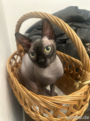 Deckkater Sphynx
