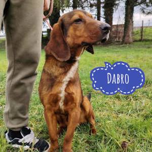 Dabro, junger Alpenländische Dachsbracke - Schweisshund Mix