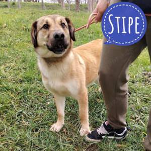 Stipe, zauberhafter Labrador Schäferhund Bracke Mix