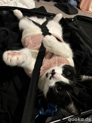katze