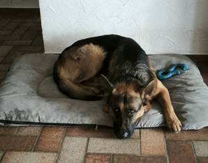 Schäferhundrüde sucht neues zu Hause 