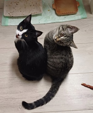 2 Wundervolle Kater