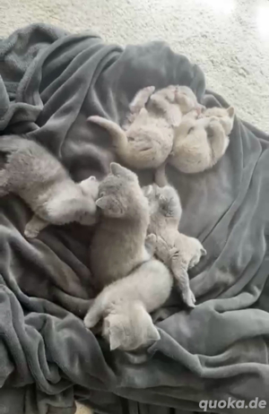 Deckkater BKH reinrassig kein verkauf  Bild 9