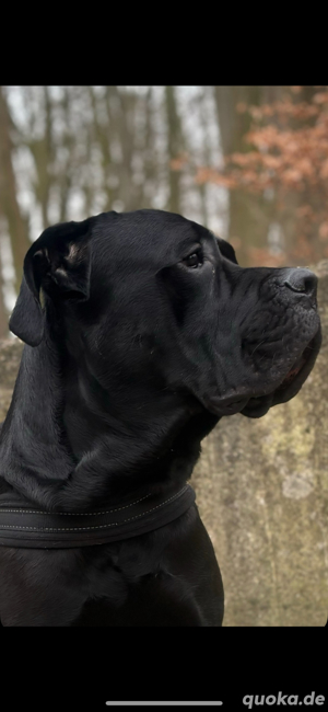 wunderschöner Cane corso Deckrüde 