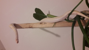 männliche Königspython , 6-7 Jahre