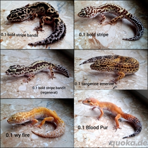 1.6 bold,tangerine leopardgeckos Adult