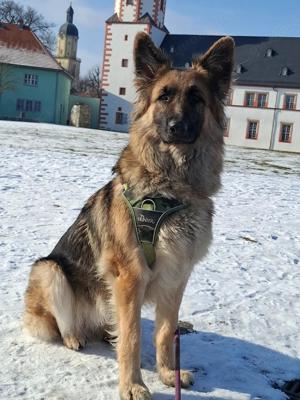 Schäferhund zu verkaufen 