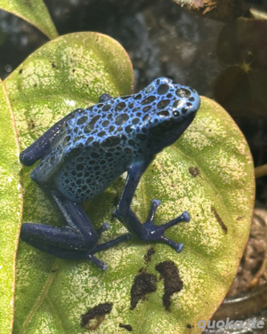 Dendrobates Tintorius Azureus