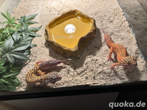 leoparden geckos 