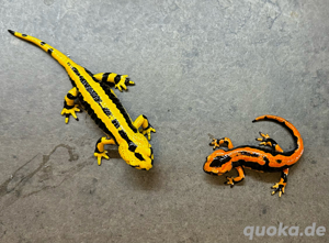 Feuersalamander 