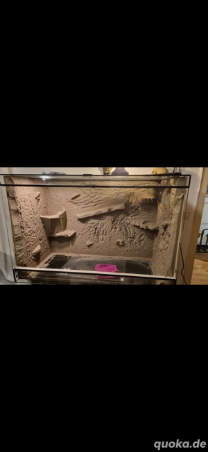 Terrarium mit Kornnattern 