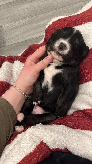 Golden Retriever Bernersennen Mix Welpen