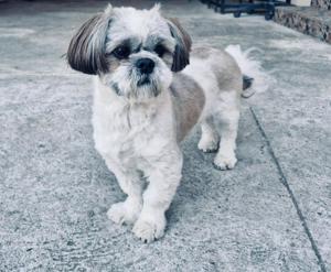 Shi Tzu zu verkaufen!!!