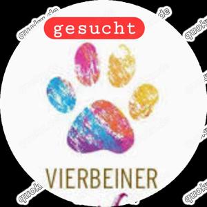 Suchen Vierbeiner 