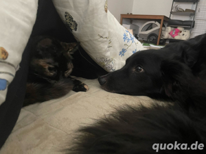 Aktive Amy sucht Endstelle!