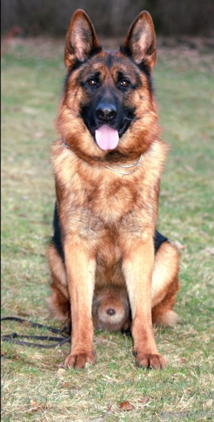 Deckrüde Deutscher schäferhund 