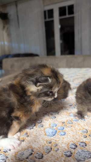 Maine Coon BabyKatzen 