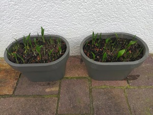 Bärlauch in 2 Balkonpflanzkästen