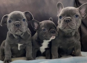 Wunderschöne Französische Bulldogge Welpen !!!