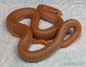 1.1 Kap Hausschlange T-Albino