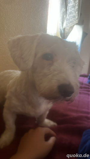 hunde 