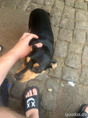 zwergpinscher welpen 