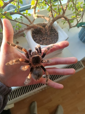 Brachypelma homori Weibchen ca 5 Jahre 