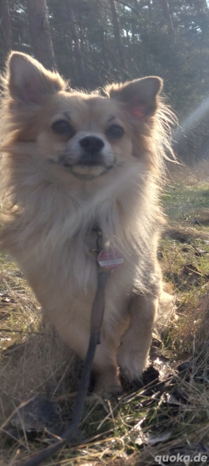 chihuahua langhaar deckrüde 