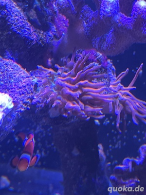 Sun Burst Anemonen zu verkaufen