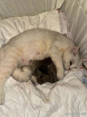 Bkh Kitten Tabby