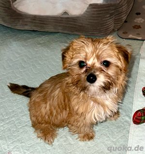 Yorkshire Terrier Ocean Pearl Hündin
