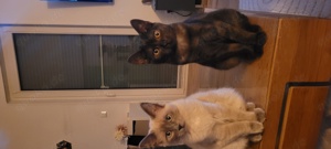 2 liebevolle Katzen suchen ein neues Zuhause 