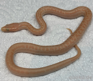 Afrikanische Hausschlange T-Albino Hypo