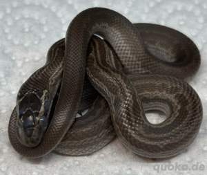 Afrikanische Hausschlange pos het Albino Hypo