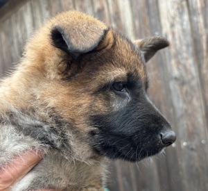 Vitale Deutsche Schäferhund Welpen in dunkelgrau und grau-braun Bild 1