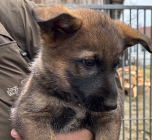 Vitale Deutsche Schäferhund Welpen in dunkelgrau und grau-braun Bild 2