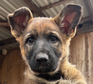 Vitale Deutsche Schäferhund Welpen in dunkelgrau und grau-braun Bild 3