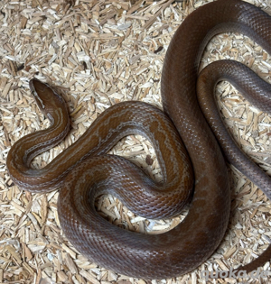 Afrikanische Hausschlange double het. Albino Hypo