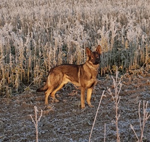 Deutscher Schäferhund Deckrüde, Leistungslinie mit Papier